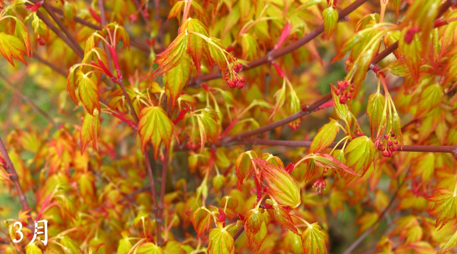 金贵（卡苏）Acer  palmatum‘ Katsura ’