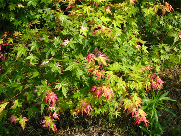 幻彩Acer palmatum 'Oridono nishiki'
