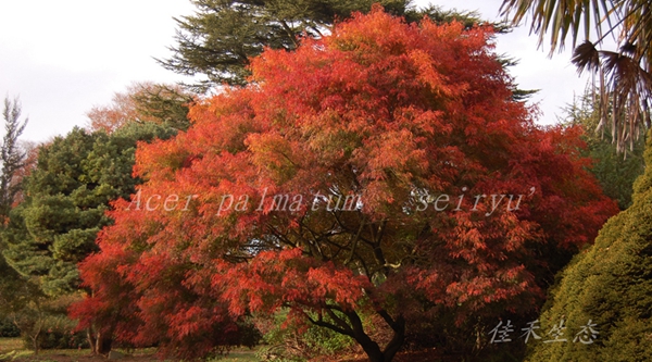 青龙Acer palmatum ‘seiryu’