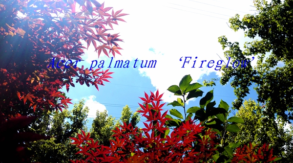 火球Acer palmatum ‘Fireglow’