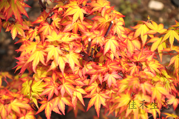 茜 Acer palmatum‘Akane’