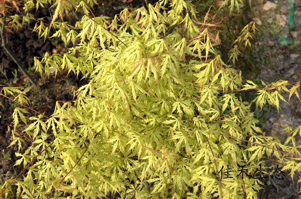 女幽灵 Acer palmatum‘Sister Ghost’