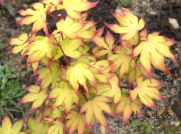 爪红 Acer amoenum‘Tsuma gaki’