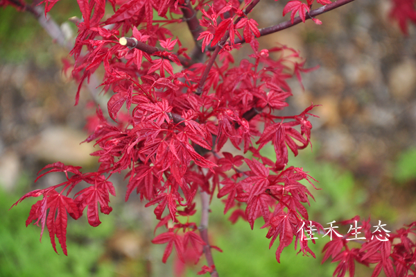 红不思议Acer palmatum ‘Beni fushigi’