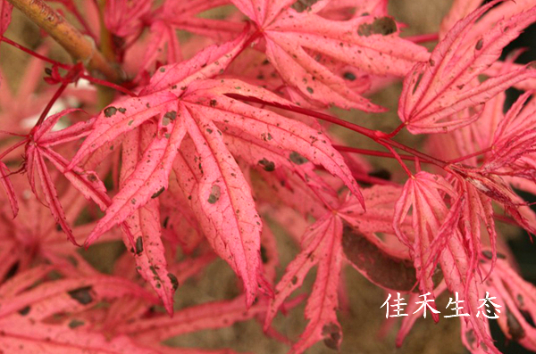 艺妓Acer palmatum ‘Geisha’