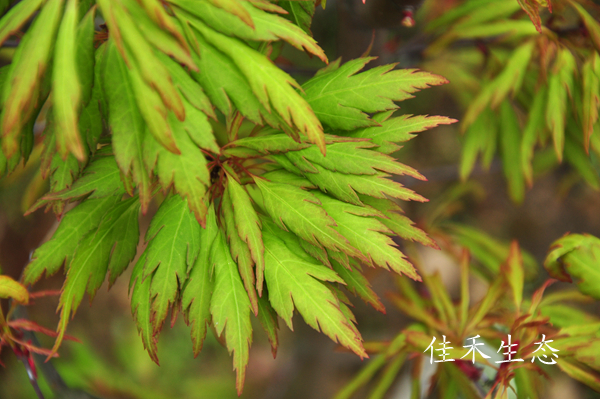 羽衣Acer palmatum ‘Hagoromo’