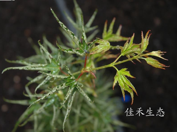 狂狮子Acer palmatum ‘Kurui jishi’