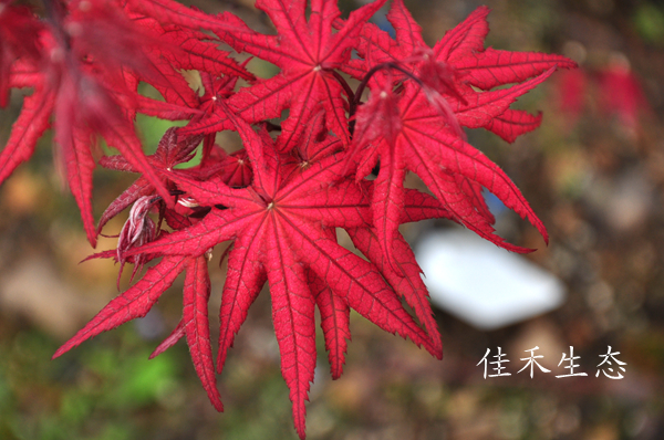 笠置山Acer matsumurae‘Kasagi yama’