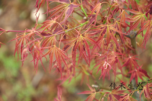 万叶之里Acer matsumurae‘Manyo no sato’