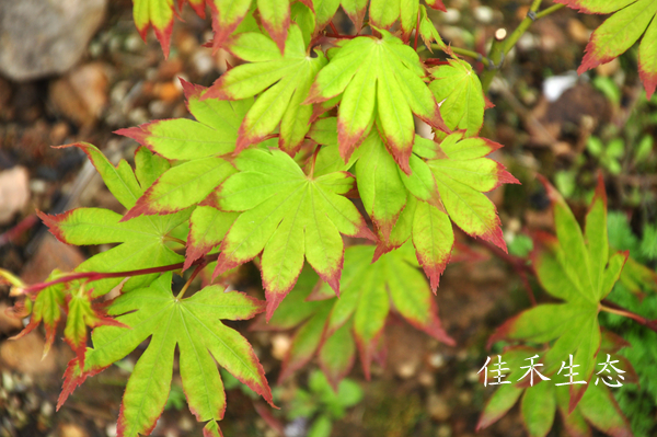 扇爪柿Acer amoenum‘Ogi tsumagaki'
