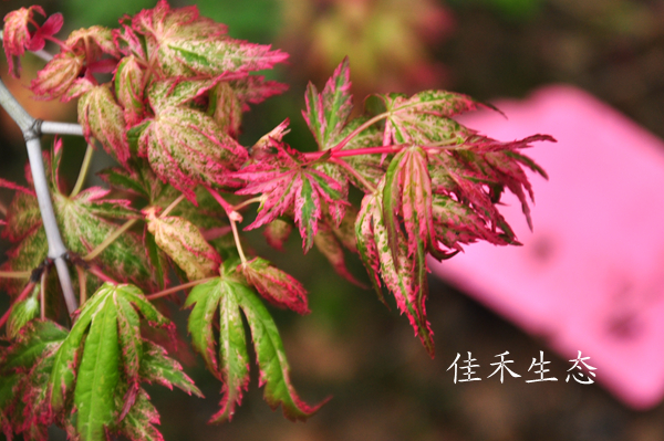 鹤之舞Acer palmatum ‘Tsuru no mai’