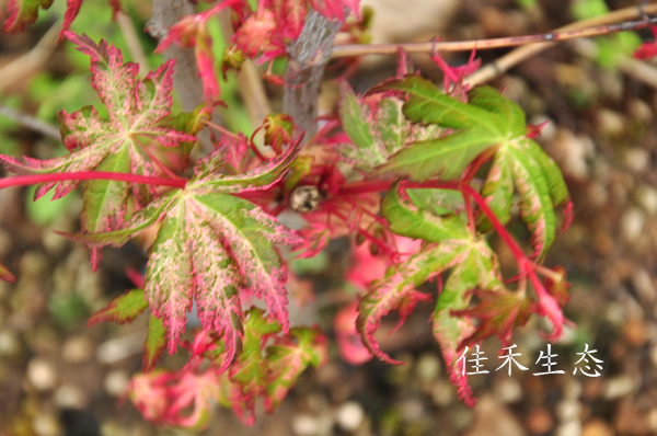 羽前锦Acer matsumurae‘Uzen nishiki’