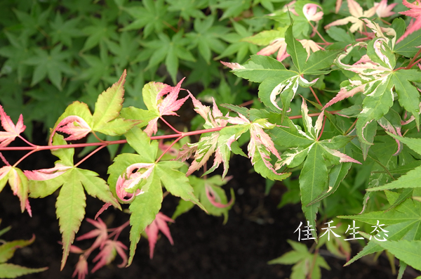 旭鹤Acer palmatum‘Asahi Zuru’