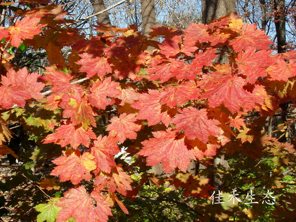 羽团扇Acer japonicum 'Hauchiwa kaede'