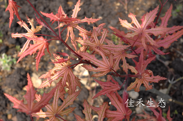 赤鸭立泽Acer palmatum ‘Aka shigitatsu sawa’