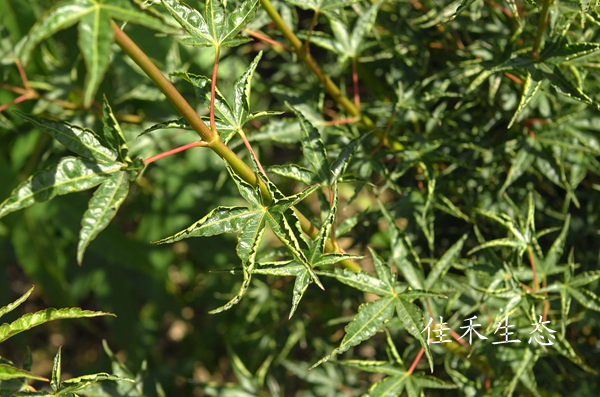 置霜Acer palmatum ‘Okushimo