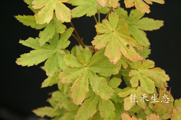 向山谷錦Acer matsumurae ‘Koyamadani nishiki’