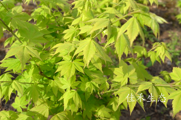阔叶山槭Acer matsumurae ‘Hiroha yamamomiji’