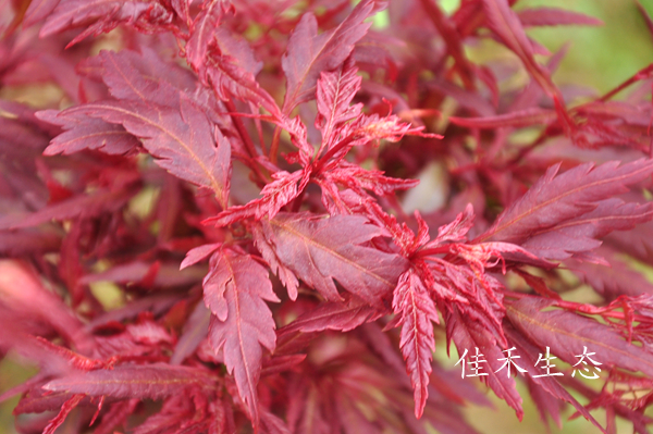 红羽衣Acer palmatum‘Beni Hagoromo’
