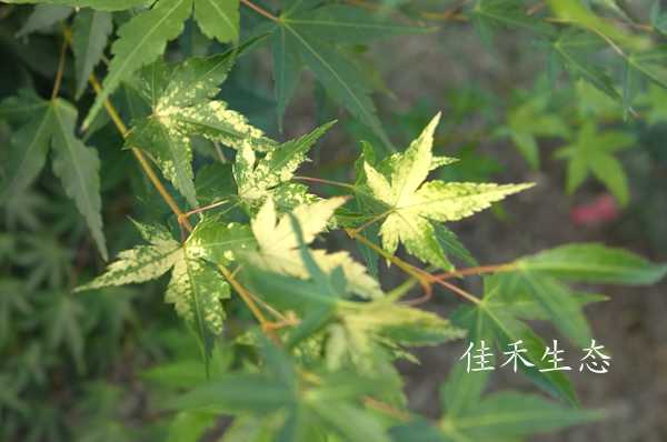 白斑锦Acer palmatum ‘Shirofu nishiki’