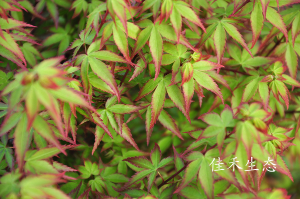 小町姫Acer palmatum ‘Komachi hime’