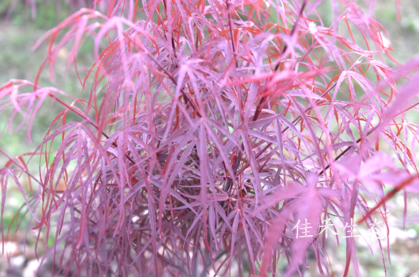红柳树Acer palmatum ‘Hubbs Red Willow’