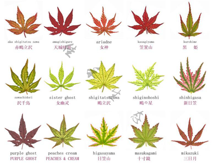 枫树叶型叶色对比图（一）