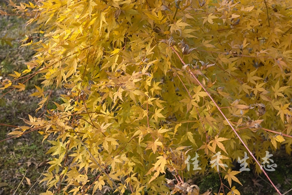 日本日出Acer palmatum ’Japanese sunrise’