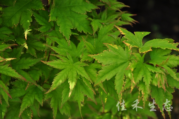 重狮子Acer matsumurae ‘Kasane jishi’