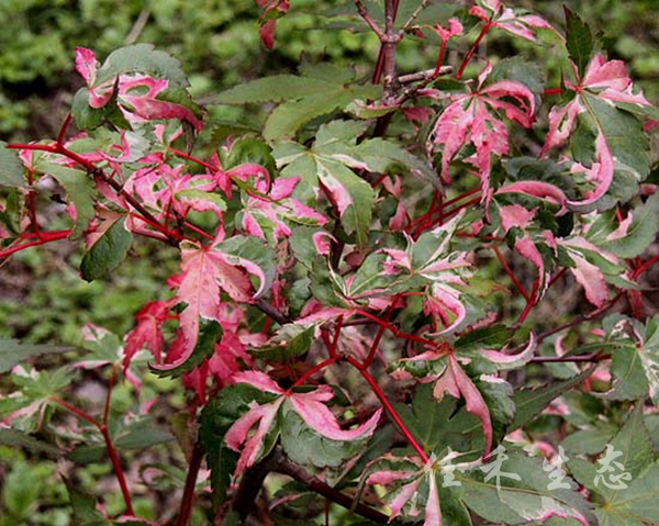 寿Acer palmatum ‘Kotobuki’