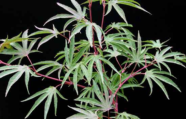 升龙之爪Acer sieboldianum ‘Shoryu no tsume’