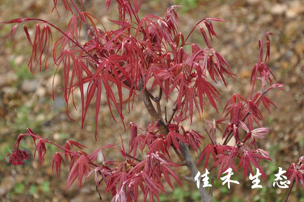 红云Acer amoenum ‘Red Cloud’