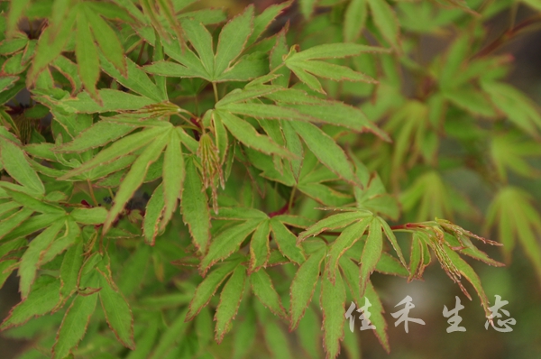 天女之星Acer palmatum ‘Tennyo no hoshi’