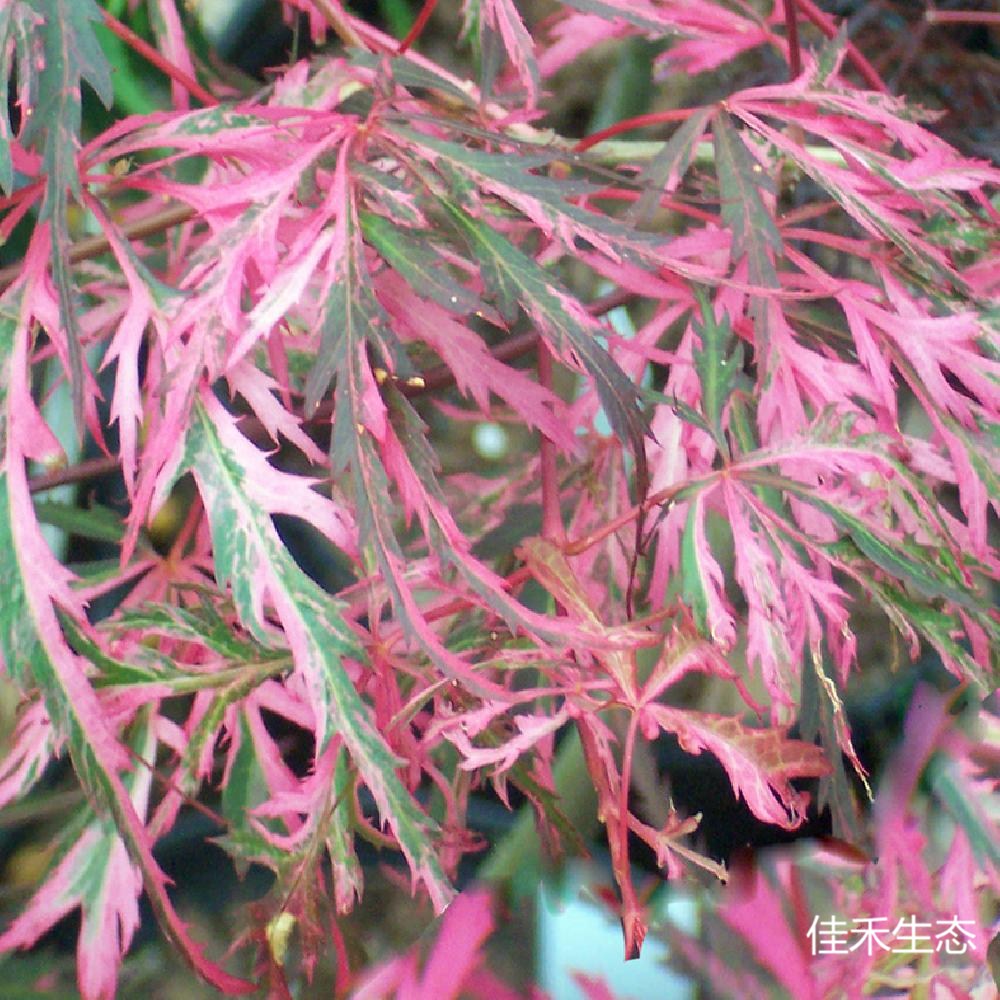 花纒Acer matsumurae ‘Hana matoi