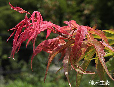 姬八房Acer palmatum ‘Hime yatsufusa