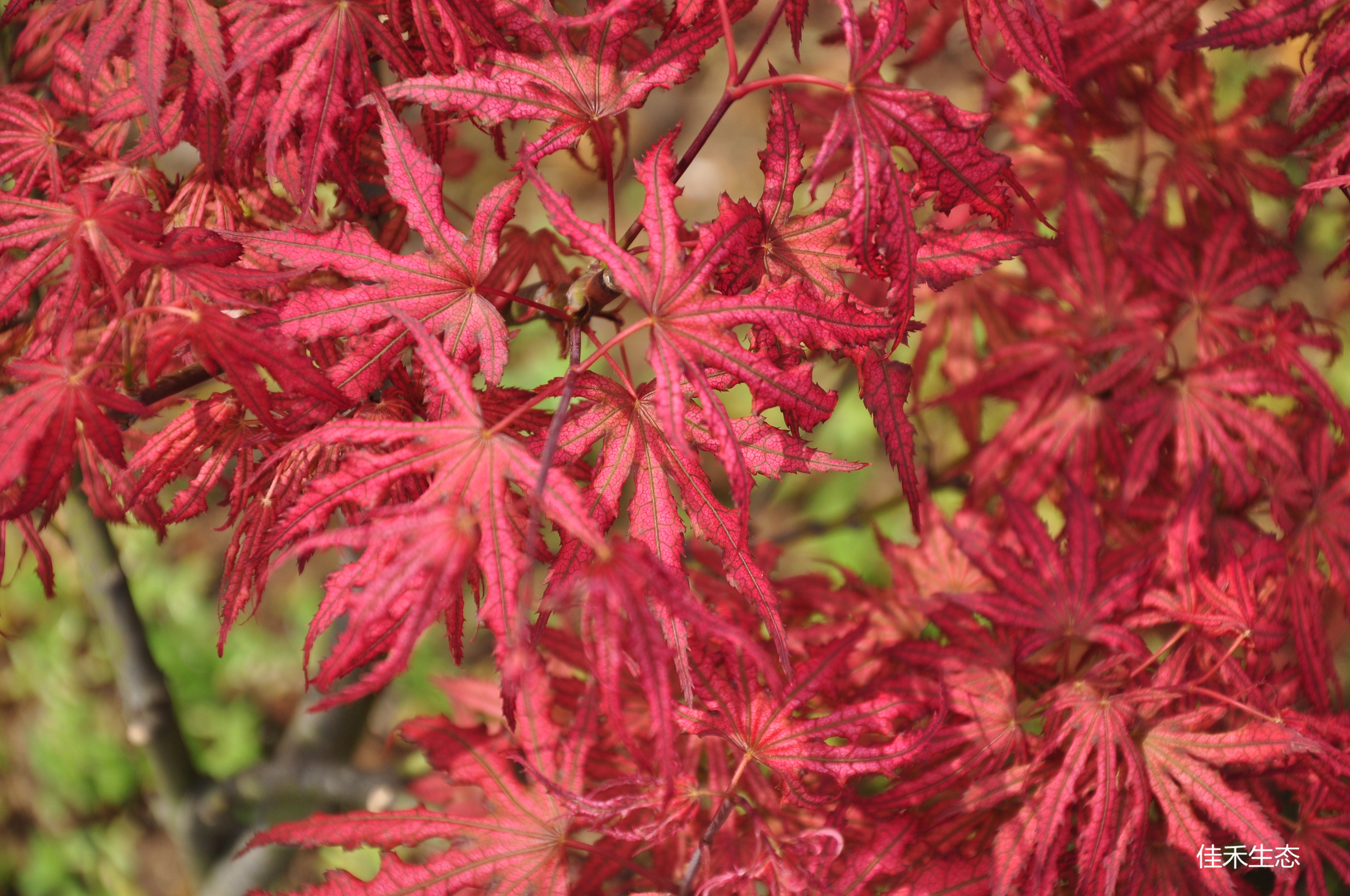 三日月Acer palmatum ‘Mikazuki