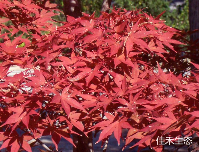 野村黄葉Acer amoenum ‘Nomura oyo