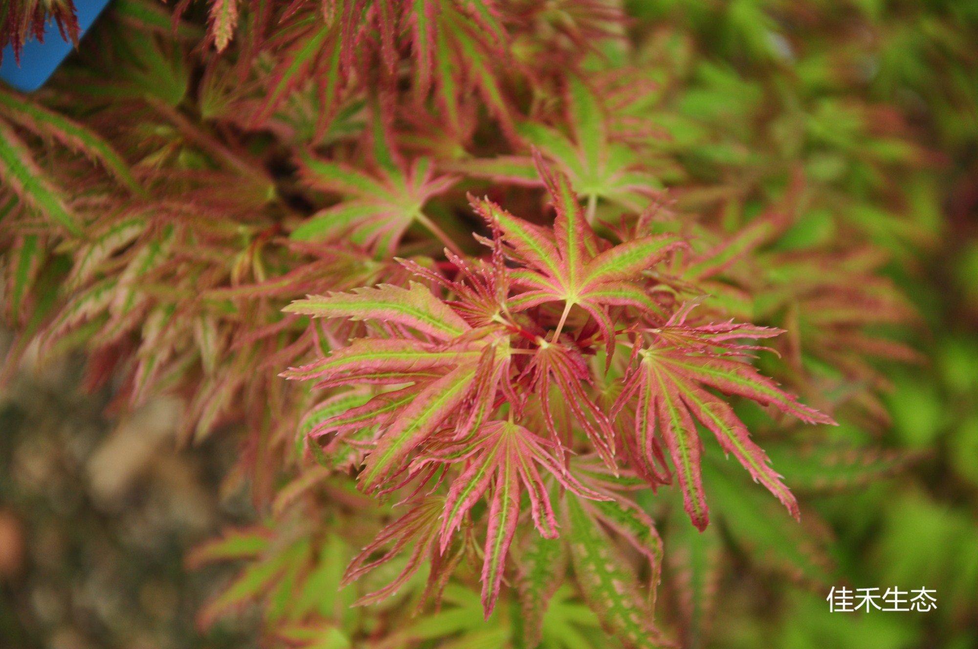 海塞Acer palmatum'Higasayama Broom'