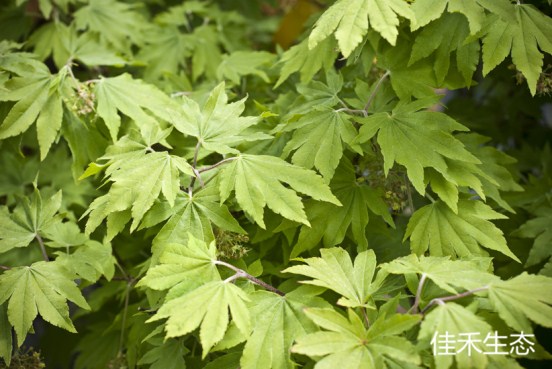 小倉山Acer shirasawanum ‘Ogura yama’