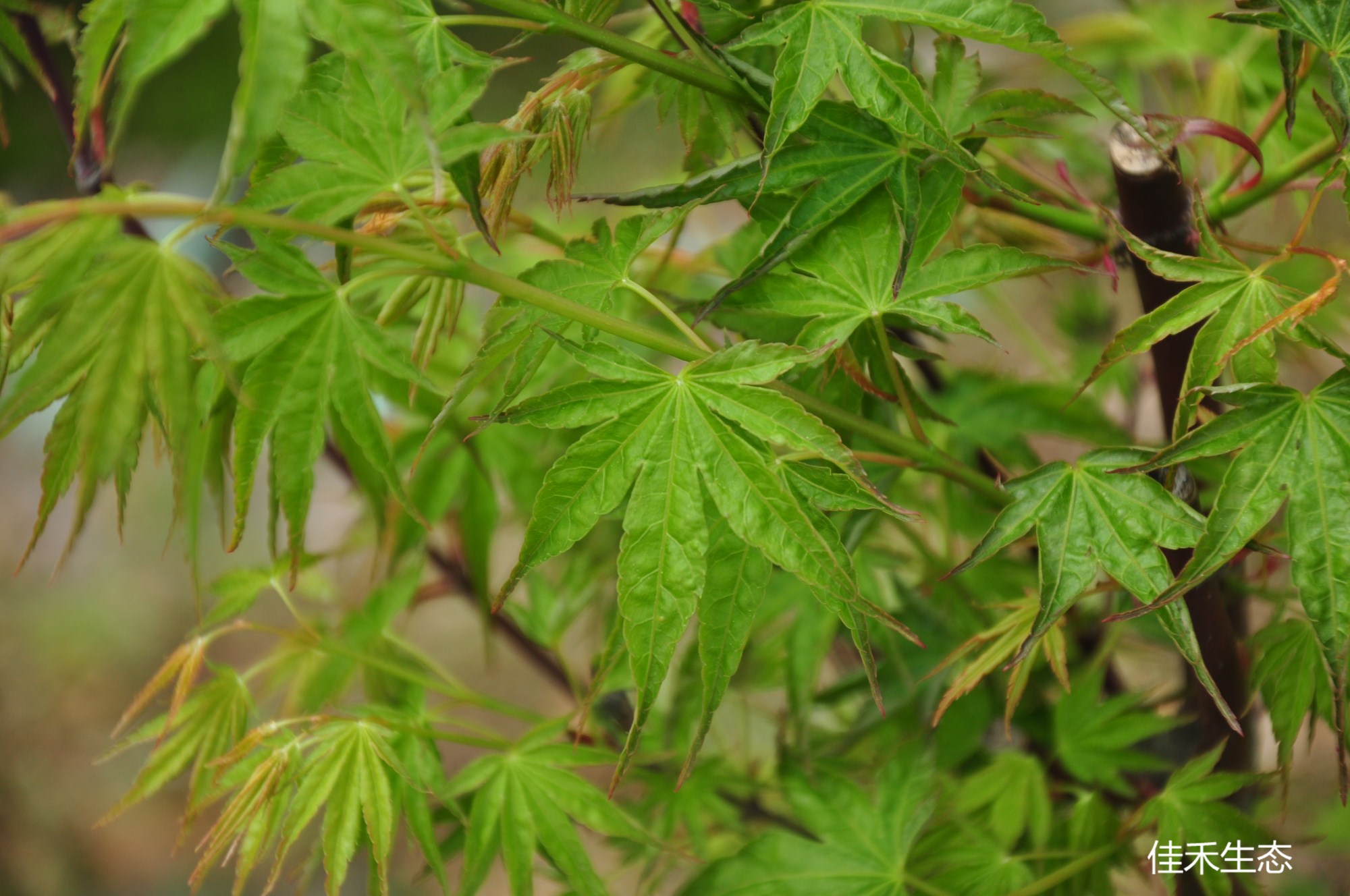 置霜Acer palmatum ‘Okushimo’