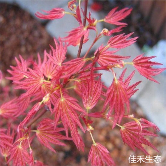 Acer palmatum ‘Wilson's pink dwarf’