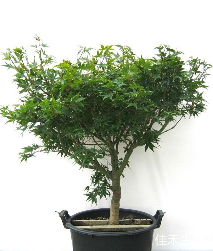 太郎山Acer palmatum ‘Taro yama’