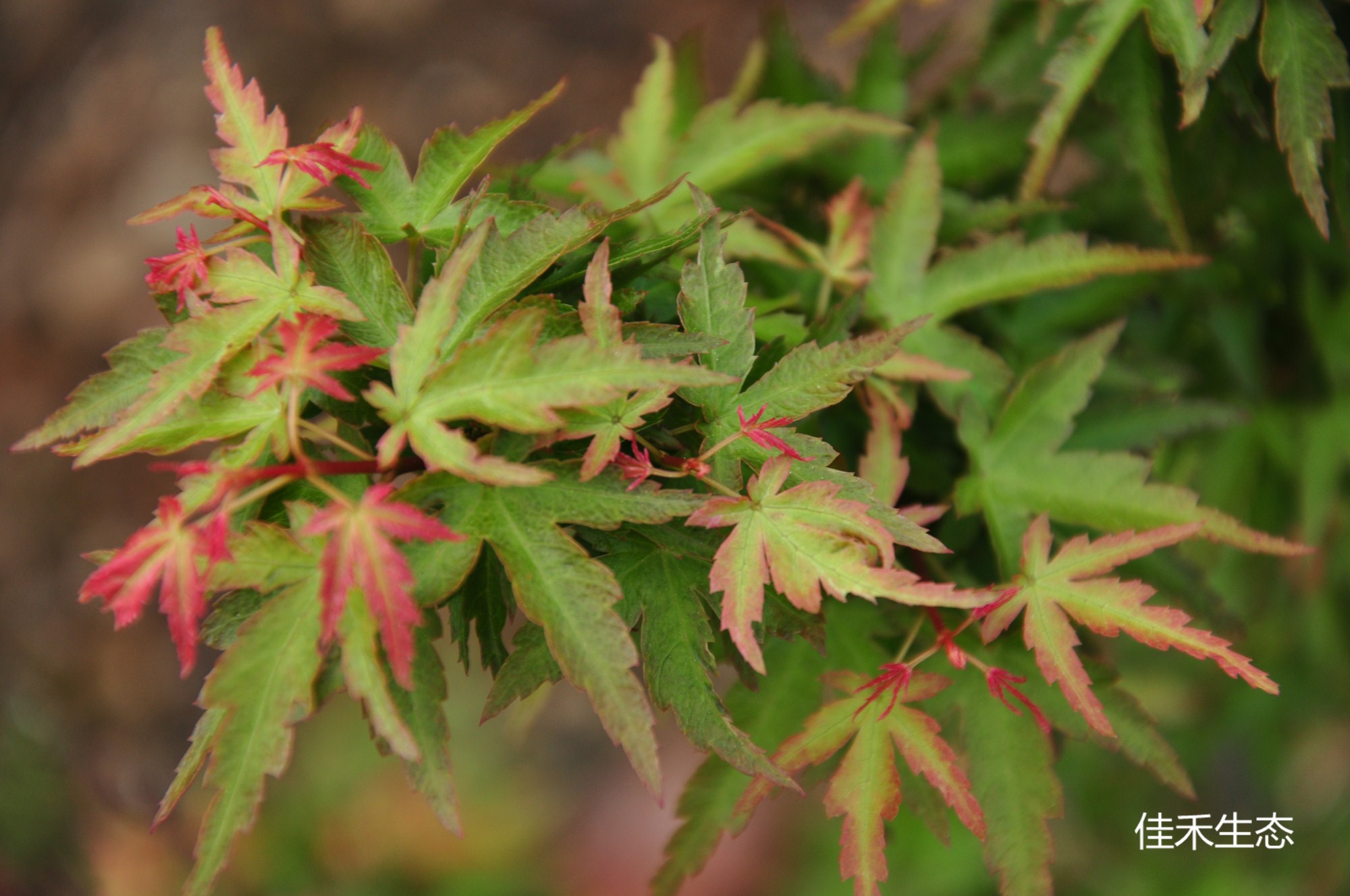 六月園錦Acer palmatum ‘Rokugatsu en nishiki’