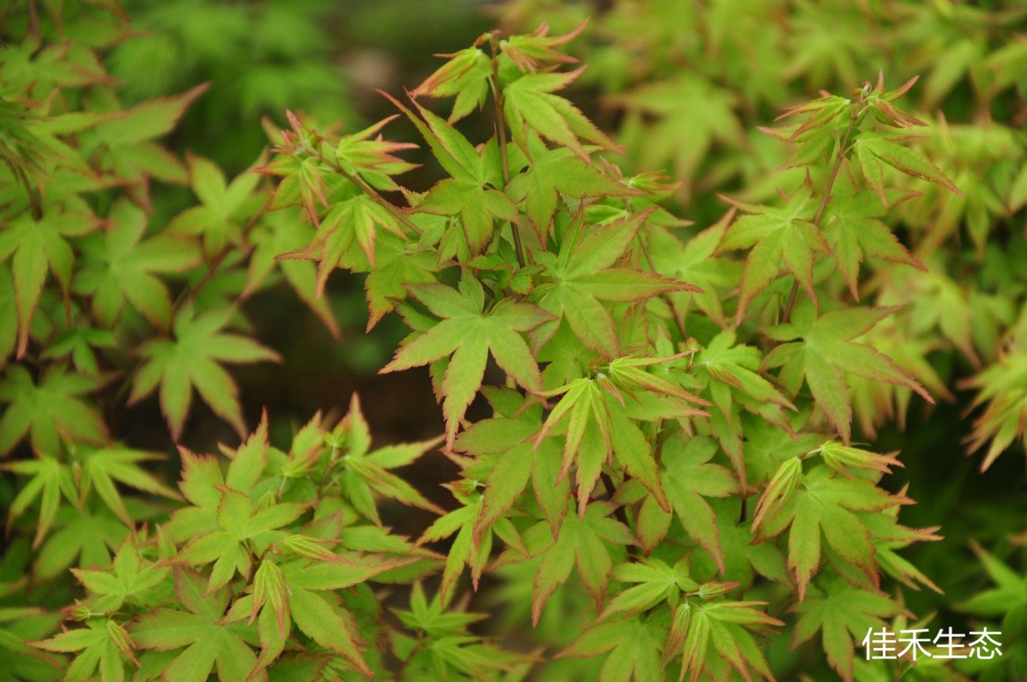 鹿島八房Acer palmatum ‘Kashima yatsufusa’