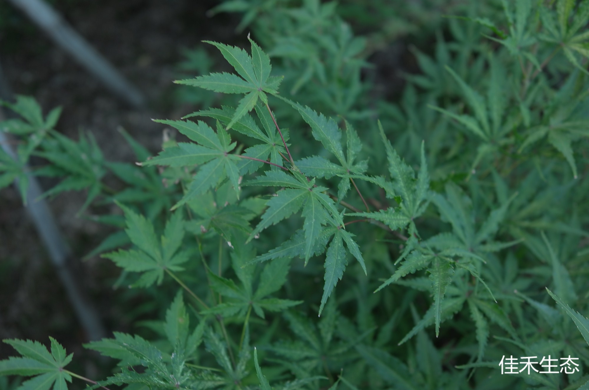 迪瓦恩Acer palmatum ‘Wills Devine’