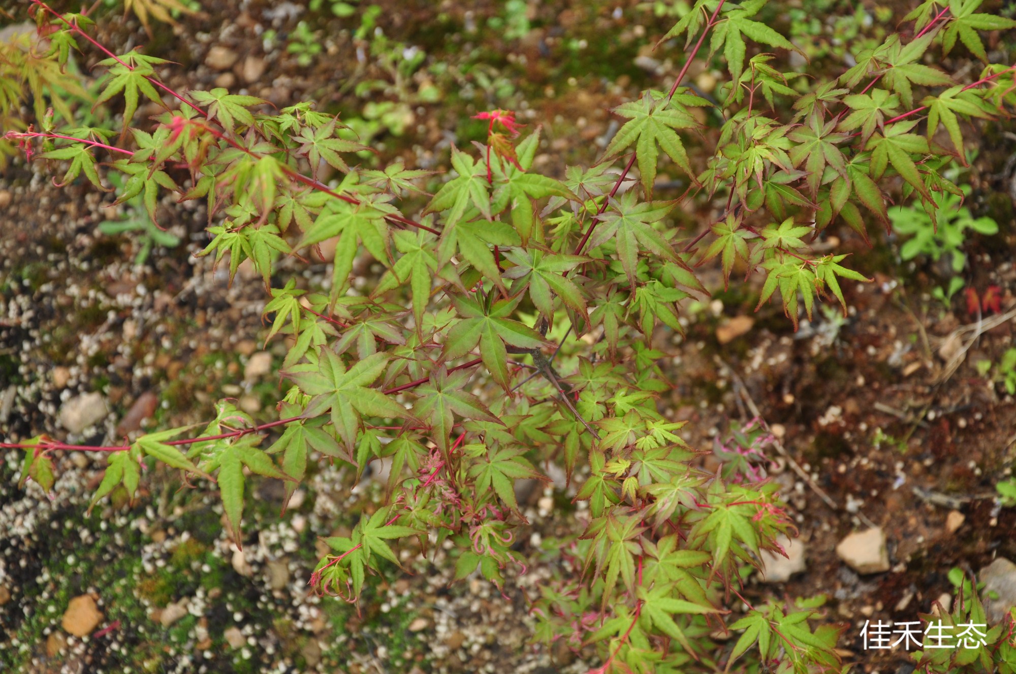 拾福錦Acer palmatum ‘Shufuku nishiki’