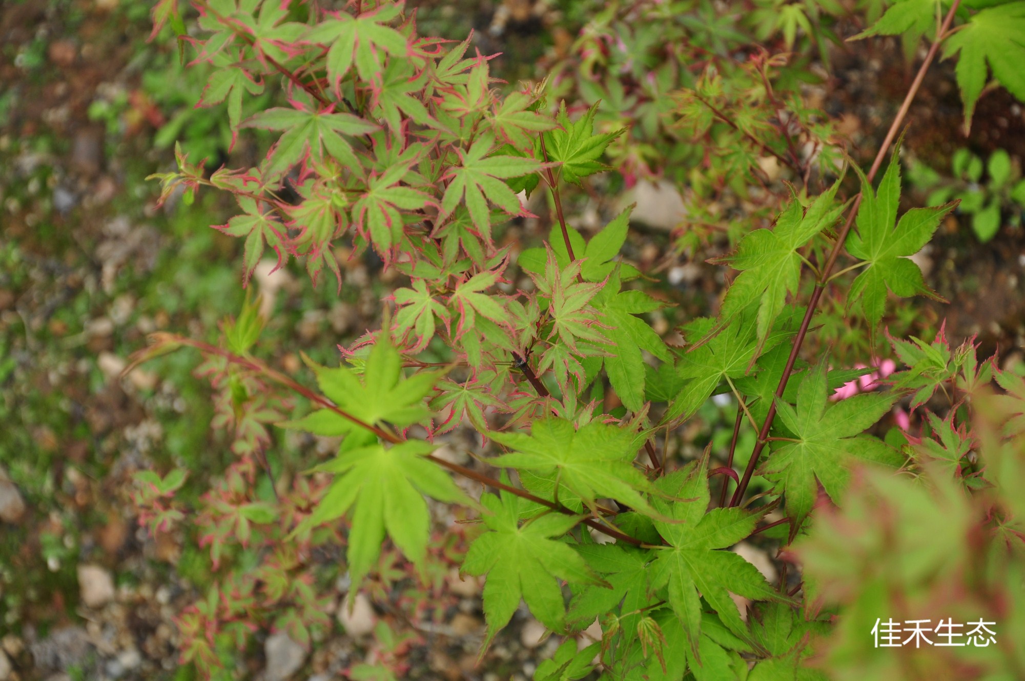 限り錦Acer palmatum ‘Kagiri nishiki’