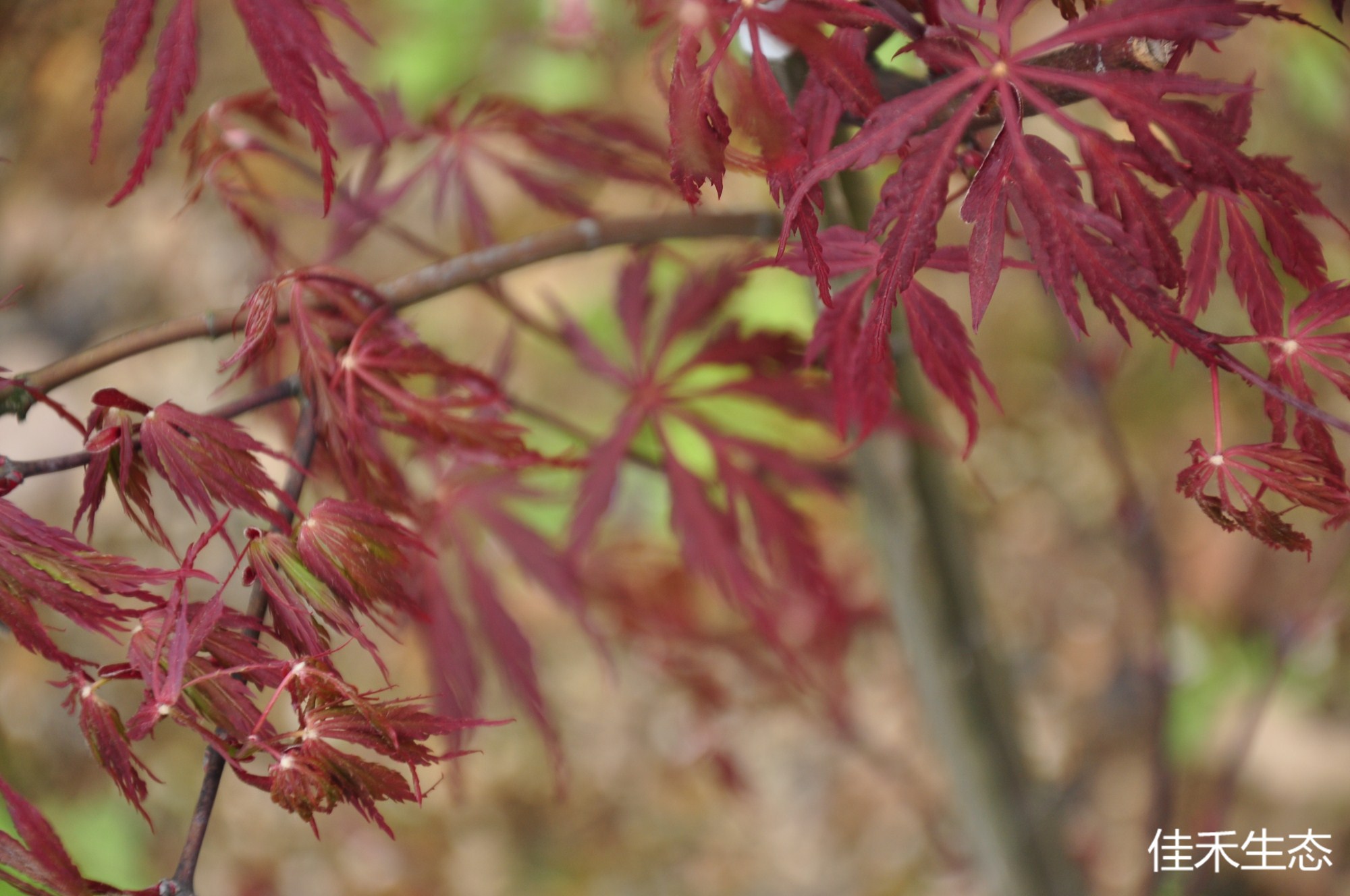 赤枝垂Acer matsumurae ‘Aka ｓhidare’