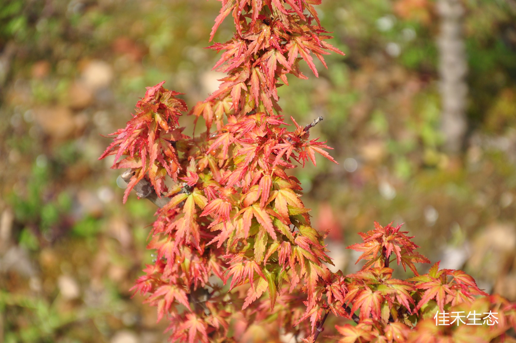 山城Acer palmatum ‘Yamasiro’