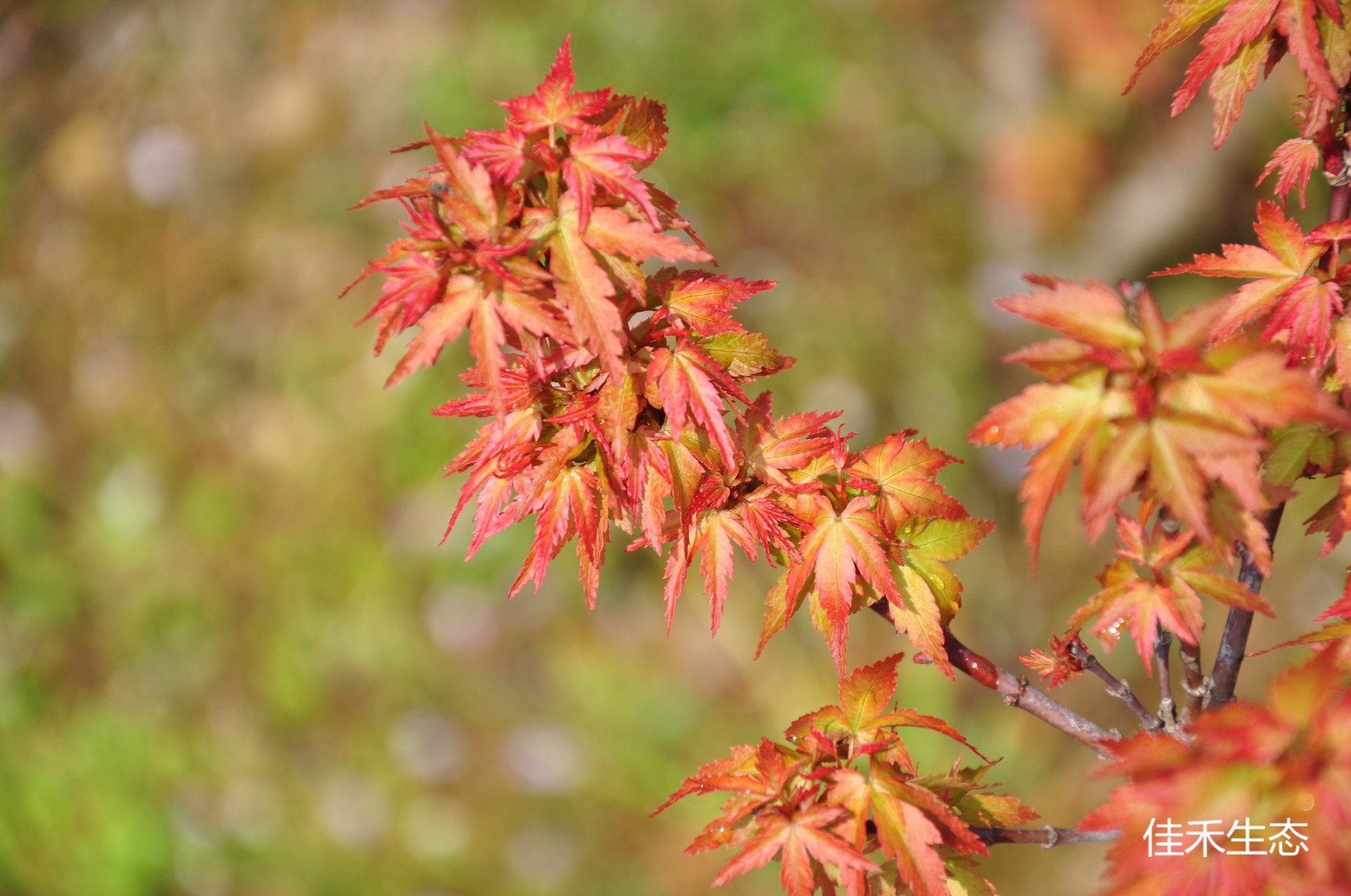 三方錦Acer palmatum ‘Mikata nishiki’